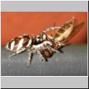 Salticus scenicus - Springspinne 15a mit Schwebfliege - Melanostoma.jpg